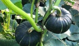 uki网红吃瓜,揭秘娱乐圈幕后真相